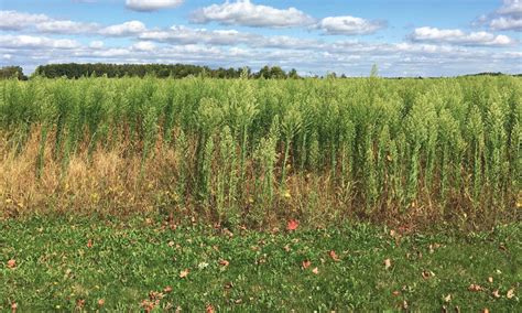 Pest Patrol: Dealing with waterhemp and Canada fleabane - Country Guide