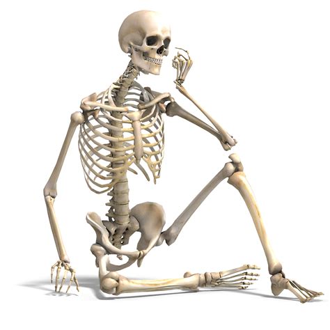 Human 206 Bones
