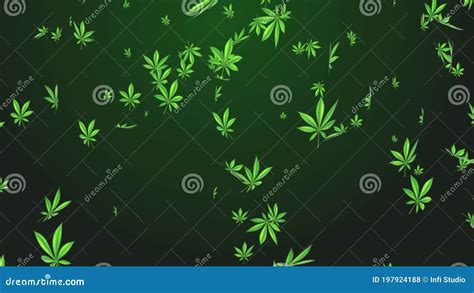 4k Weed Cannabis Drug Leaves Rain Falling Loop Animation Green Screen