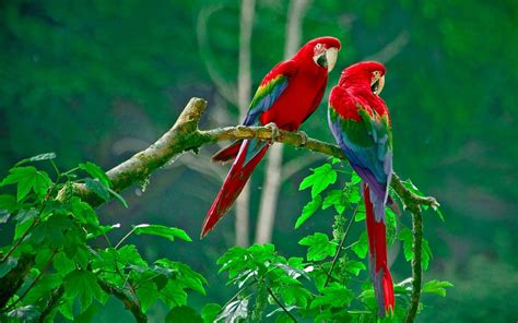 Parrot Hd Photos Bird Wallpapers Images Pictures Download Bird
