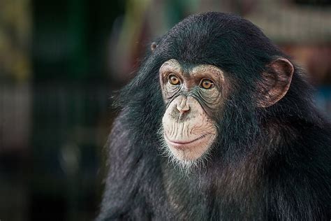 10 Of The Worlds Smartest Animals Worldatlas