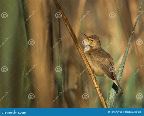 Eurasian Reed Warbler In The Nature Habitat Stock Image Image Of
