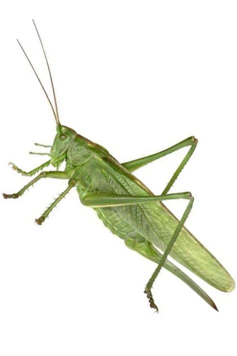 Omocestus Viridulus Green Grasshopper Pests Integrated Pest Management