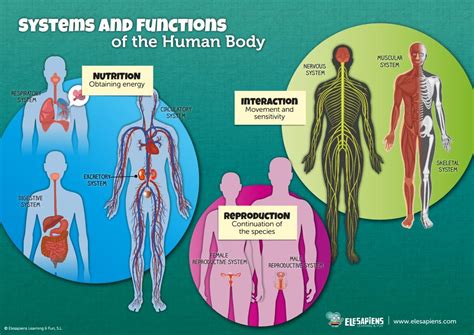 Human Body Parts And Their Functions