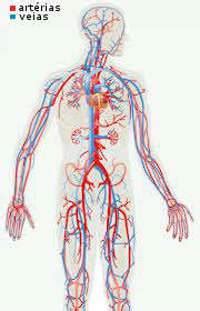 Artérias quais suas funções Orientações Médicas
