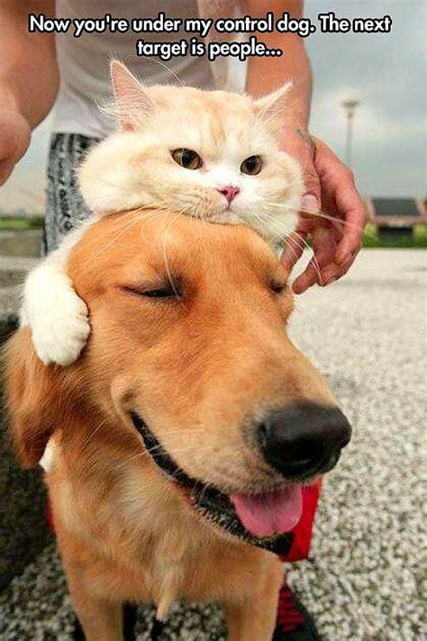 Dogs Wearing Cat Hats Life With Dogs
