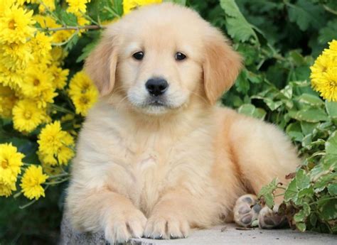 Golden retriever puppies and flowers. 7 Ways to Make Bringing a New Dog Home Easy | Keystone ...