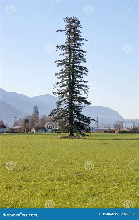Single Pine Tree In Farm Field Stock Photo Image Of Landscape Pine