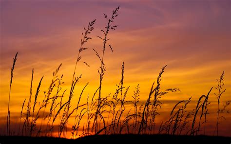 Sunset Sky Grass Scenery Widescreen Wallpaper Id 6638 Download