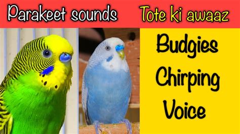 Budgie Sounds Tote Ki Awaaz Parakeet Sounds Budgies Chirping