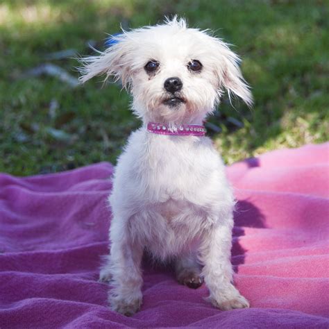 Lucy Small Female Maltese Terrier Mix Dog In Qld Petrescue