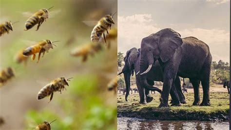 Bee Scent Could Repel Elephants Prevent Conflict With Humans Cgtn