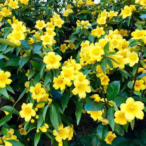 Yellow Jasmine Plants For Sale