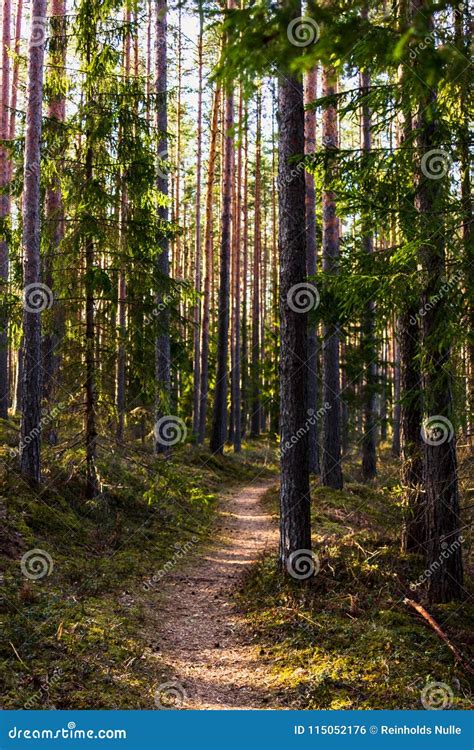 Sunny Spring Day In The Forest Stock Photo Image Of Green Brown