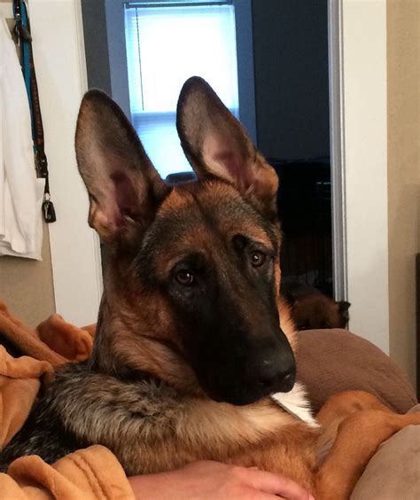 Gsd Look At That Sweet Face German Shepherd Dogs Large Dog Breeds