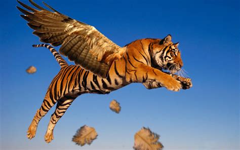 Tiger Flight By Sadistic Cupcake On Deviantart