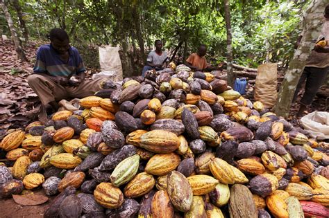 Light Rains And Mild Wind Help Ivory Coast Cocoa Crop Say Farmers