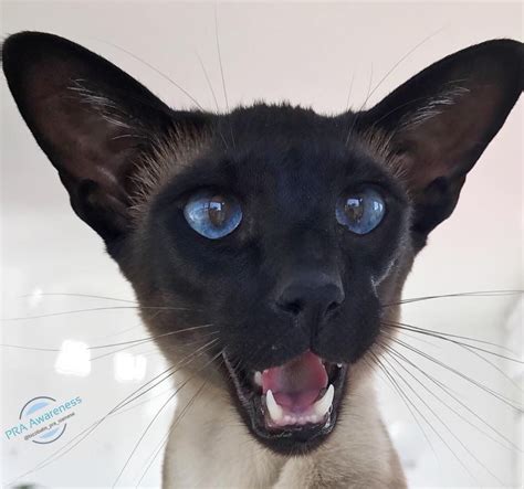 Siamesecat Cats Siamese Cats Oriental Shorthair Cats