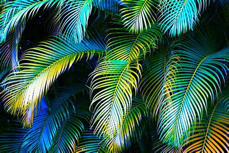 Free Download Palm Leaves In Blue By Karon Melillo Devega 900x600 For