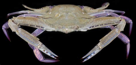 The delicious alaskan king crab does not have the adaptations for swimming. Iridescent Swimming Crab (MatBio: CRABS, SHRIMPS ...