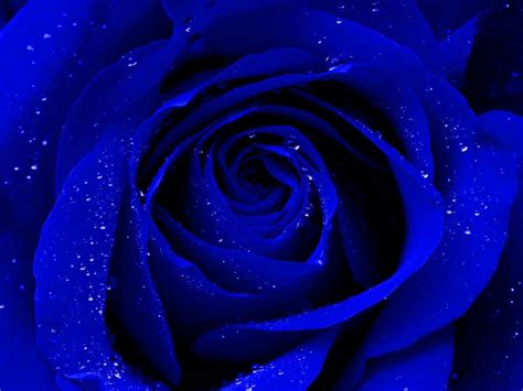 Light Blue Roses Wallpapers Top Free Light Blue Roses Backgrounds