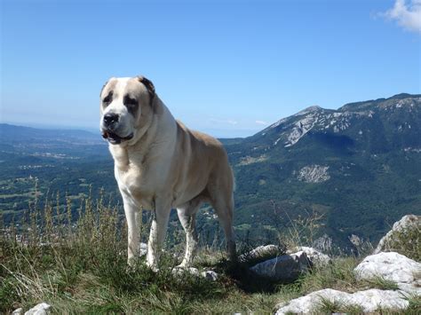 Ortalama erkek alabai köpeği 78 cm boya sahipken kadın alabai köpeği 69 cm boyuna ulaşmaktadır. Srednjeazijski Ovčar - Sredneasiatskaya Ovtcharka - Alabai ...