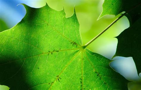 Hd Wallpaper Canada Penticton Leaf Tree Green Macro Plant Part