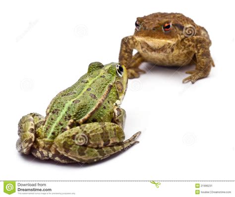 Common European Frog Or Edible Frog Rana Kl Royalty Free Stock Image