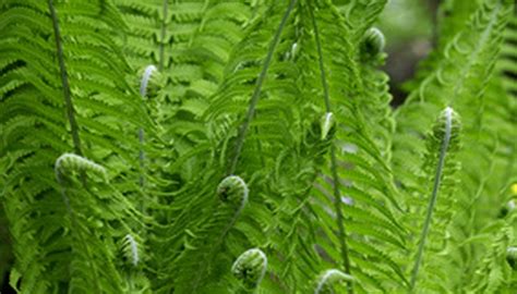 Fertilizing it too frequently might also cause them to turn brown. How to Take Care of a Boston Fern With Brown Leaves ...