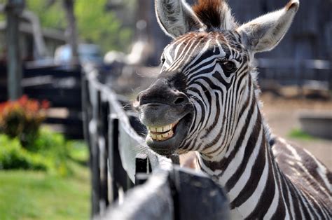 Smiling Is Easy Even A Zebra Can Do It Adorable Animals