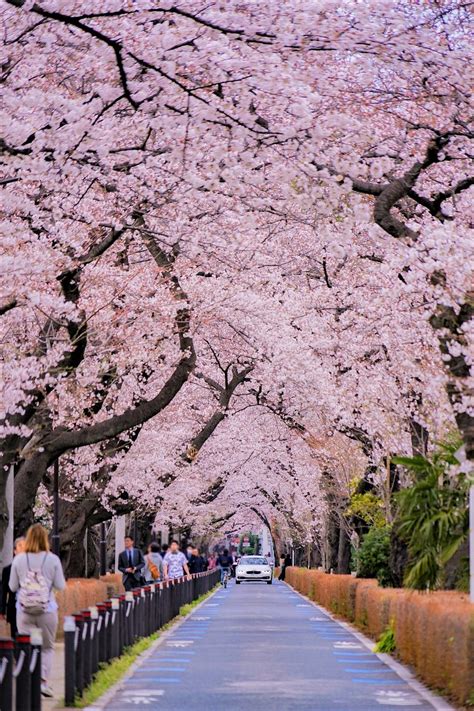 7 Hidden Cherry Blossom Spots In Tokyo Japan Web Magazine