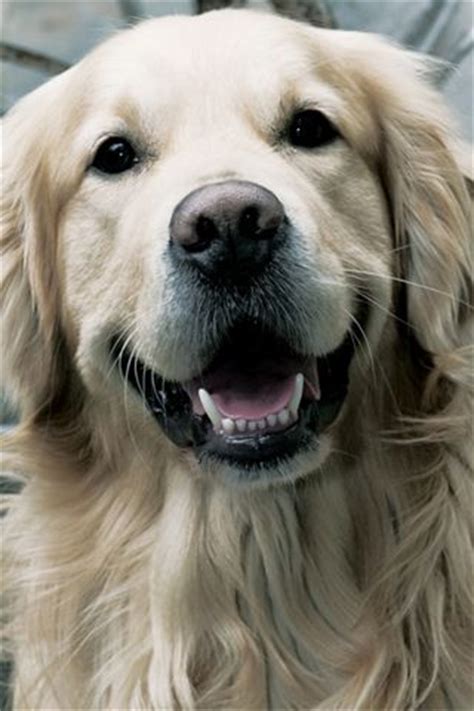 Golden Retriever Love This Color Dogs Other Coloring Wallpapers Download Free Images Wallpaper [coloring876.blogspot.com]