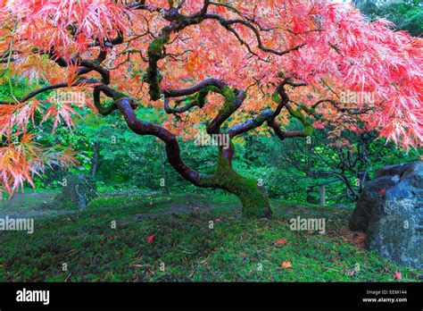 Old Red Lace Leaf Maple Tree At Japanese Garden In Portland Oregon