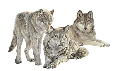 Wolves Free Images At Vector Clip Art Online Royalty