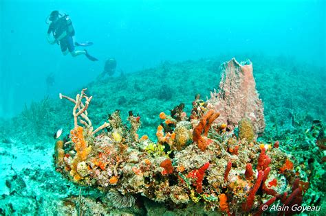 Protection Du Récif Corallien En Caraïbes