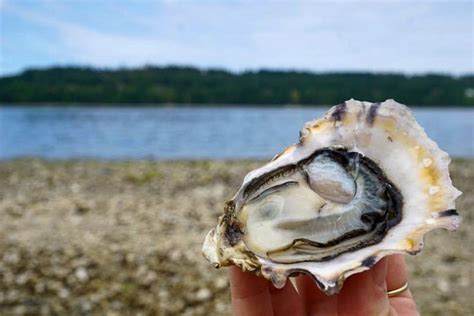 Seafood Sleuths Go Viral To Keep Bc Oyster Farmers Shucking Sea