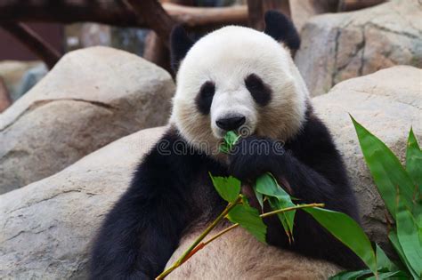 Panda Stock Image Image Of Biting Face Foliage Chinese 11404197