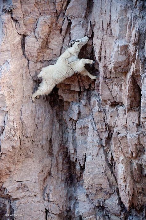 Mountain Goats Have Anti Gravity Hooves Shittyanimalfacts