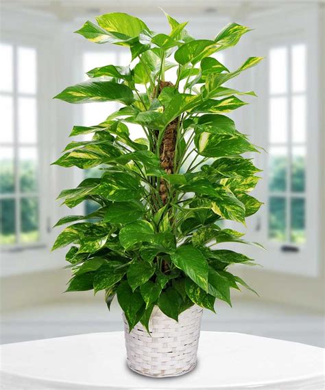 Caring For Your Indoor Green Plants Beneva And Ts
