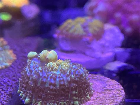 «our tck powerball bounce is growing up very nicely in our mushroom nano lagoon! For Sale - Corals for sale