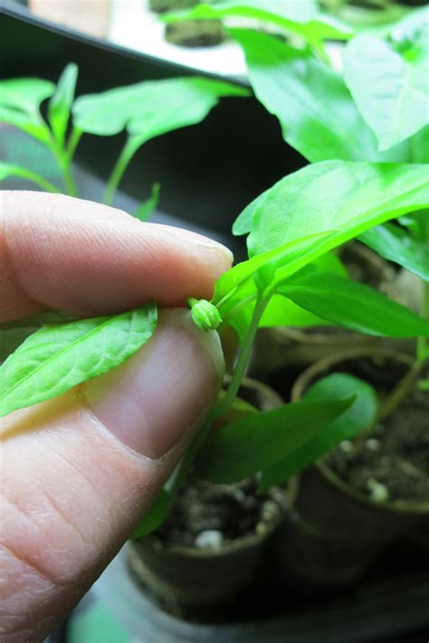 How To Prune Pepper Plants For Maximum Yield Artofit