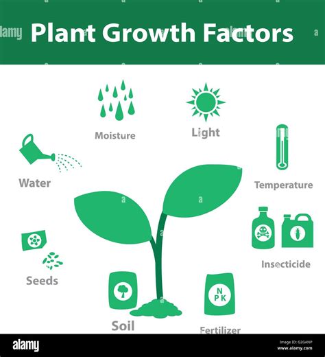 Plant Growth Factor Infographic In Monochrome Vector Stock Vector