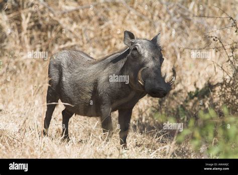 Common Warthog In South Africa Stock Photo Alamy