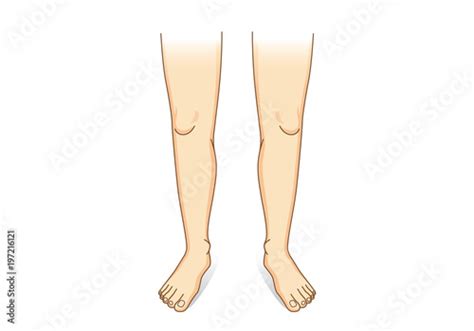 Leg Vector In Front View Illustration About Human Legs Composition