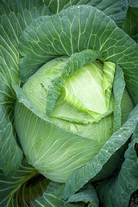 Cabbage Brassica Oleracea Covered Photograph By Edwin Remsberg Fine