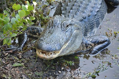 Alligator Crocodile Dangerous Hir Everglades Reptile Animal