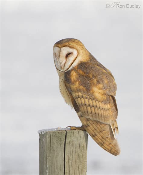 The barn owl can readily be distinguished from other owls by its unique shape, color and voice. Perched Barn Owls With A Snowy Background - Feathered ...