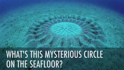 Pufferfish Love Explains Mysterious Underwater Circles Youtube