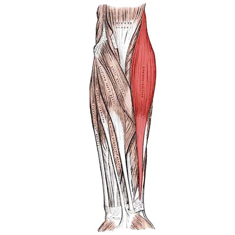 Brachioradialis Muscle Origin And Insertion
