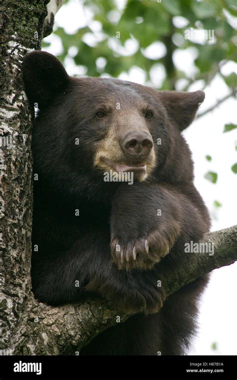 Black Bear Ursus Americanus Juvenile Male In Tree Orr Minnesota